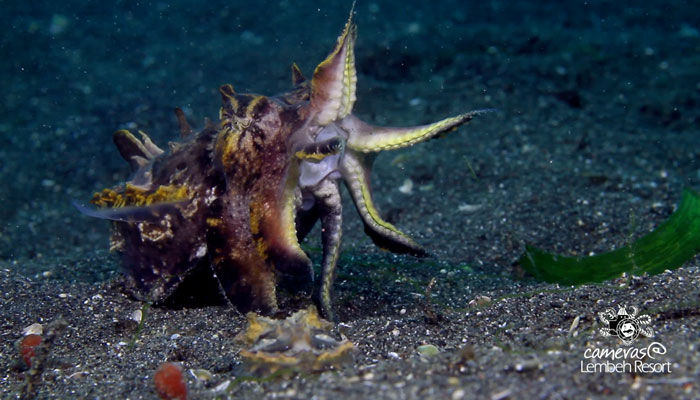 Critters of the Lembeh Strait | Episode 17 – 2015 | Sex, Muck and Rock 'n' Roll – Part 2
