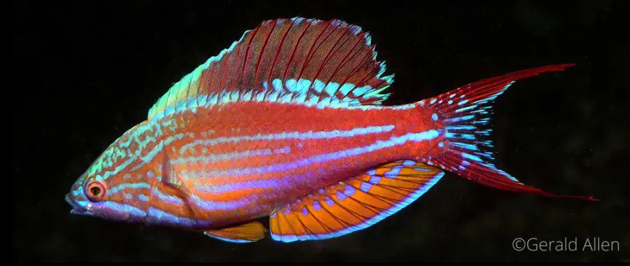 Physical Characteristics of Flasher Wrasse