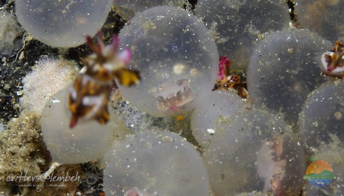 Muck Diving in Lembeh Strait – Flamboyant Cuttlefish Hatching