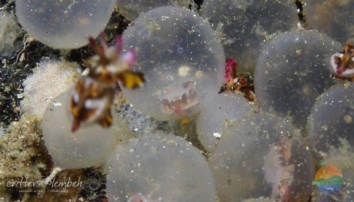 Muck Diving in Lembeh Strait – Flamboyant Cuttlefish Hatching