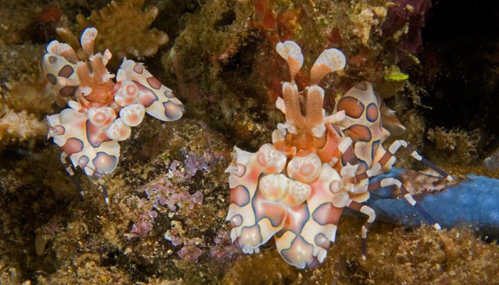 Memories of Lembeh