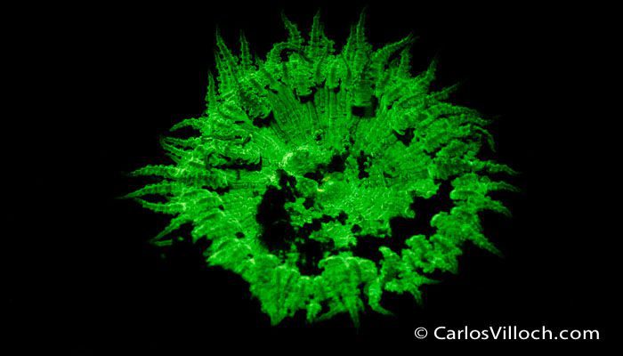 Fluorescence Underwater