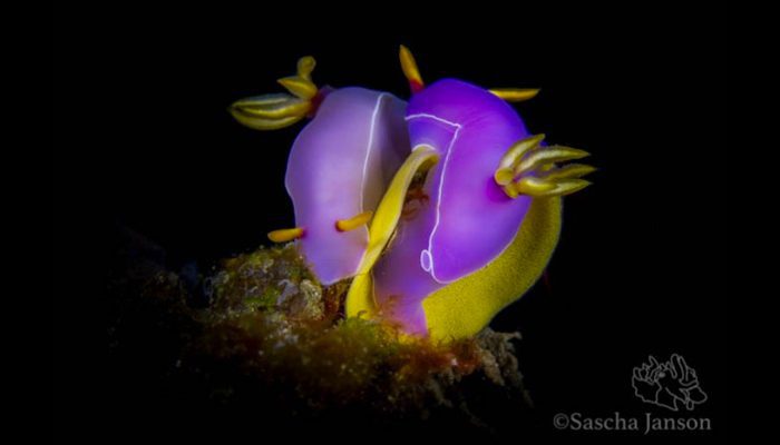 Tuesday Tips & Techniques from Photo Pro Sascha Janson #16