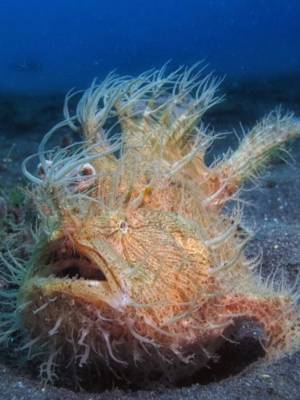 Frogfish test