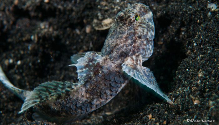 Second Time In Lembeh