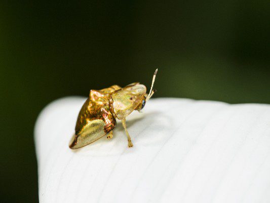 golden-bug