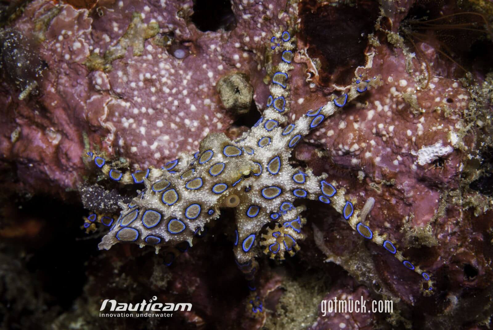Blue ring cephalopod lembeh