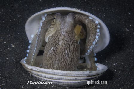 Coconut octopus lembeh