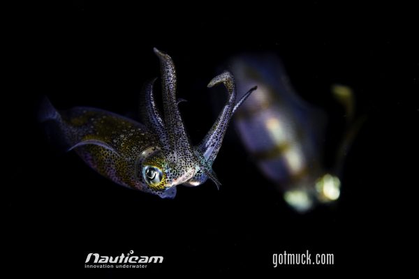 Squids are a cephalopod highlight of night diving in Lembeh