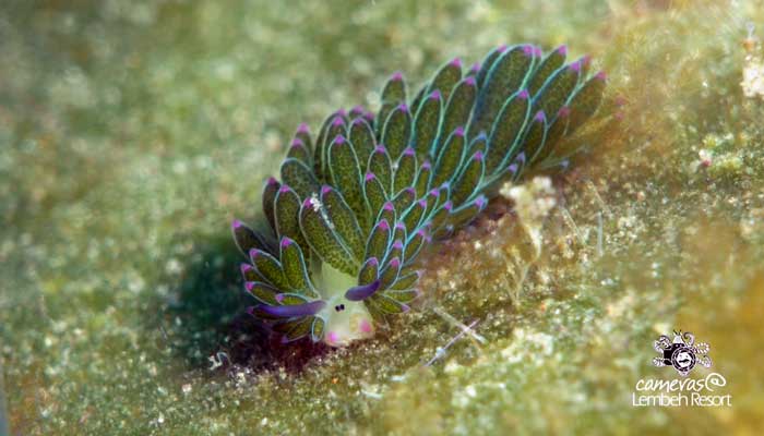 Critters of the Lembeh Strait | “Grazing” – Sheep of the Costasiella Family
