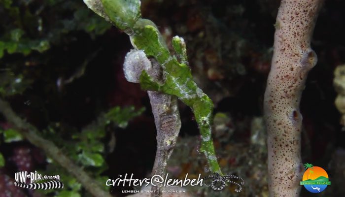 Mating Ghost Pipefish