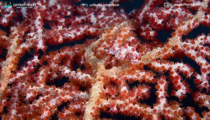 Critters of the Lembeh Strait | Episode 07 – 2015 | Hide & Seek Part 2