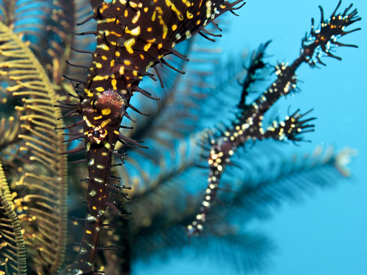 ghost pipefish in North Sulawesi