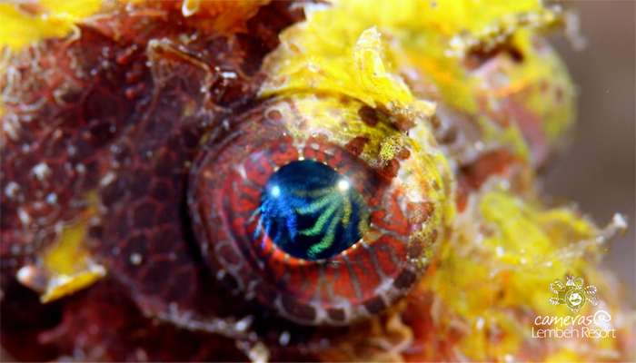 Critters of the Lembeh Strait | Episode 12 – 2015 | Eye Spy A Little Eye – Part 1