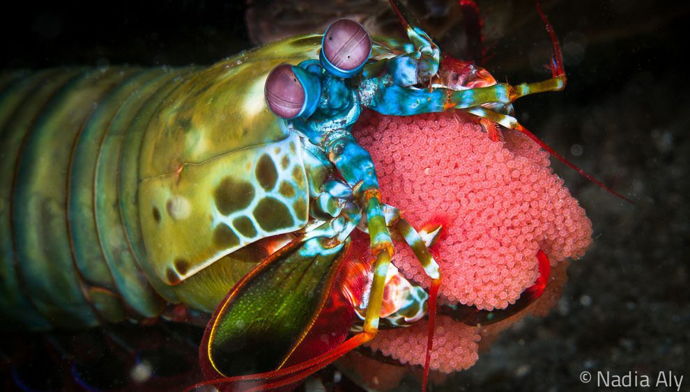 Second Trip to Lembeh and Still Awesome!