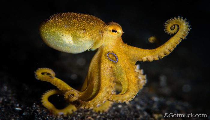 Mototi-octopus-tentacle-Lembeh-Resort