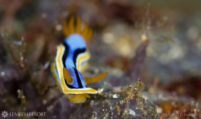 One of the many species of nudibranch found at Nudifalls
