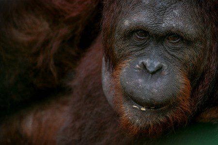 Simia pygmaeus ,Orang utan, Lembeh Strait, North Sulawesi Indonesia, Bitung, critters@Lembeh Resort, Lembeh Resort,Tasik Oki, Morten Lund Hansen