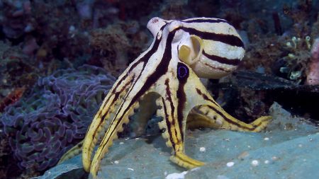 Mototi Octopus (Poison Ocellate octopus, Sascha Janson, Critters@Lembeh Lembeh Resort, Lembeh Strait Indonesia 2016