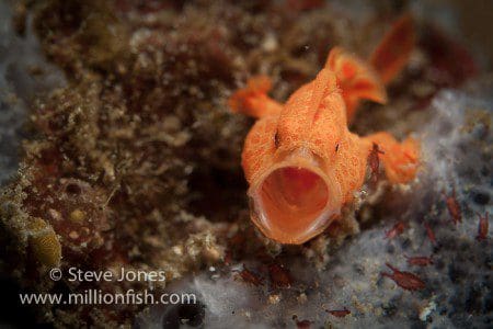 Antennarius pictus, Painted frogfish, Lembeh Strait, North Sulawesi Indonesia, Bitung, critters@Lembeh Resort, Lembeh Resort,underwater photography, Steve Jones