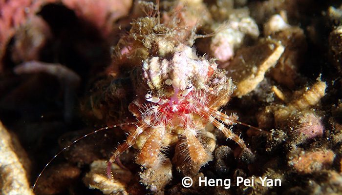 Endless Fun at Lembeh