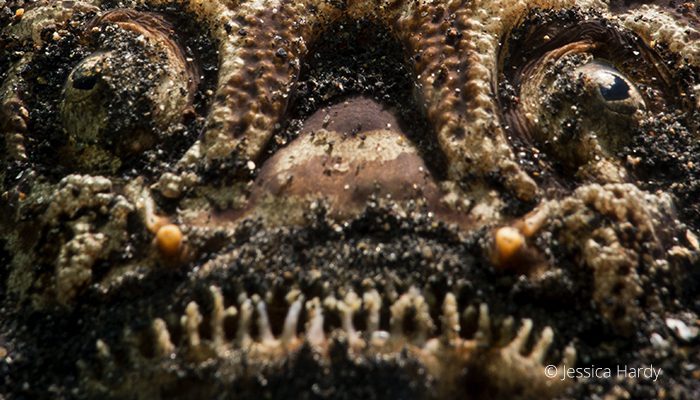 Survival of the Fittest in the Lembeh Strait