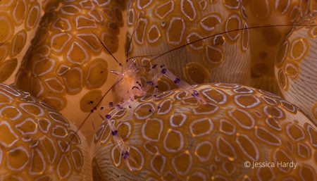 Bubble coral shrimp (Vir Philippinensis) Jessica Hardy, Lembeh Strait Indonesia 2017