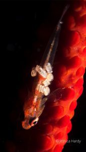 Wire coral goby with a parasite (Bryaninops yongei) Jessica Hardy, Lembeh Strait Indonesia 2017