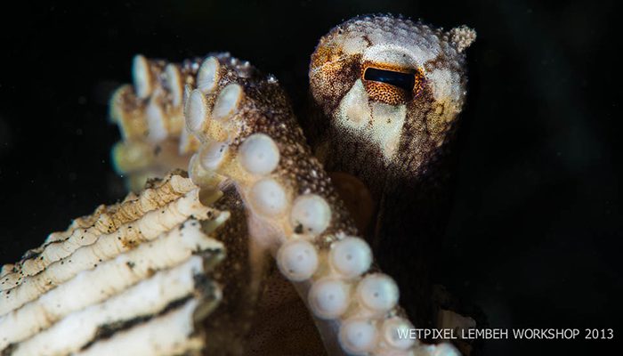 Images From Wetpixel Lembeh Workshop 2013 Day 1 & 2