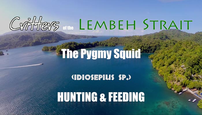 Critters Of The Lembeh Strait | The Pygmy Squid Hunting & Feeding