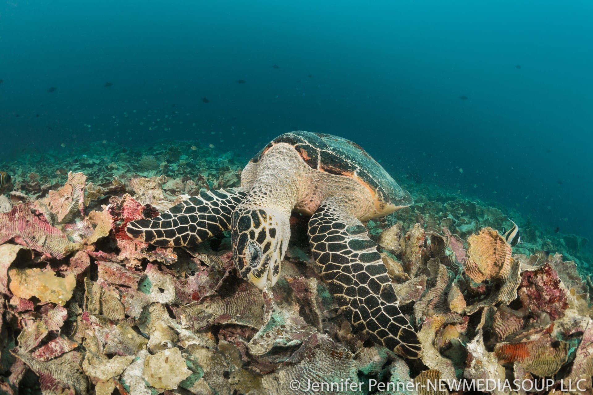 sea turtle in the Lembeh strait