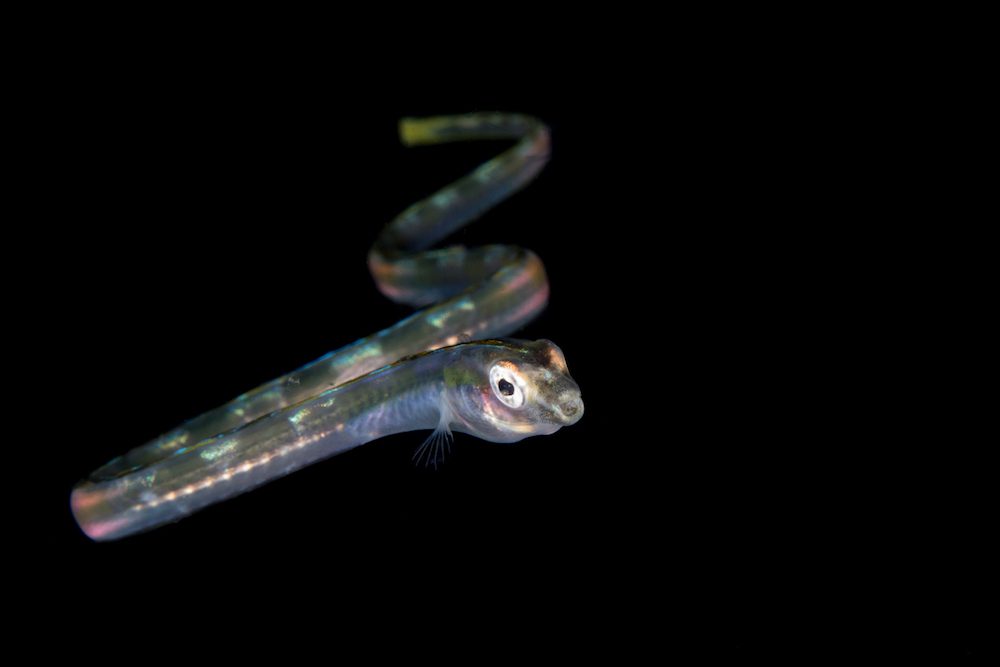 Blackwater diving Lembeh