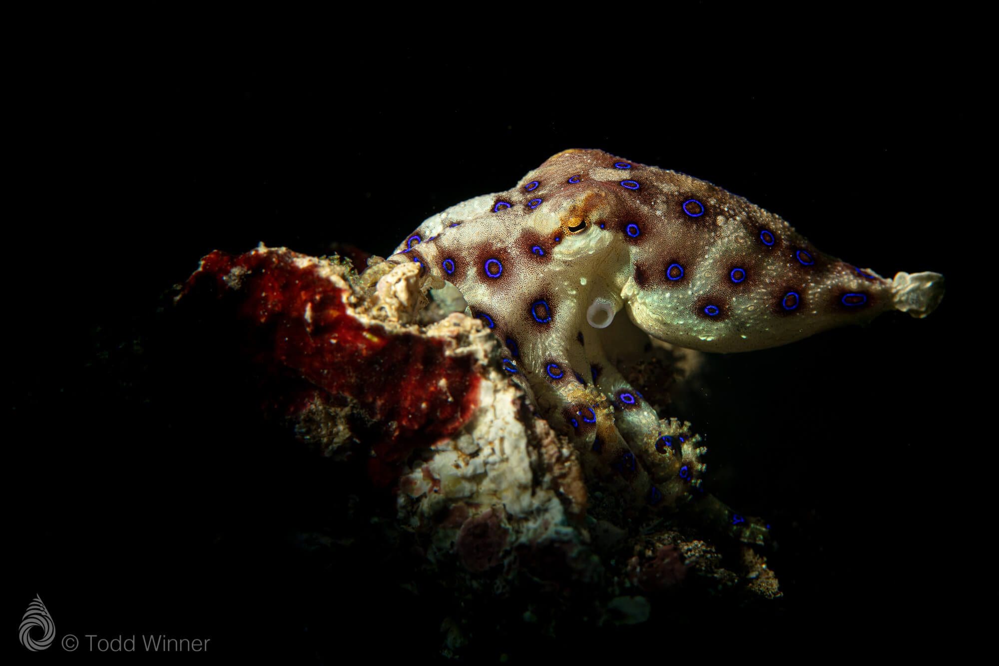 Blue ring octopus Lembeh by Todd Winner