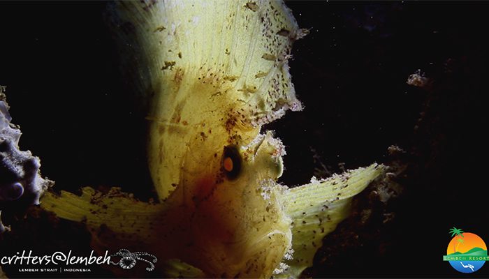 Muck Diving in Lembeh Strait – Critters of the Weeks 22 & 23