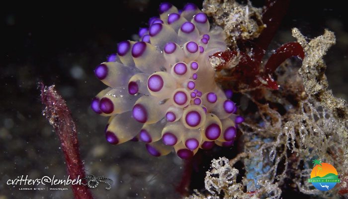 Muck Diving in Lembeh Strait – Critters of the Week 18