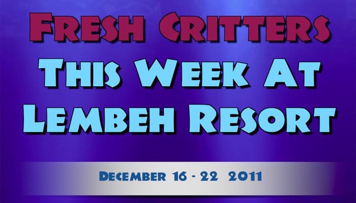 Weekly Web 22 – Flamboyant Cuttlefish Hatching & Fighting Octopuses