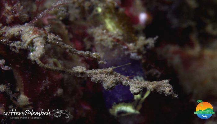 Muck Diving in Lembeh Strait – Critters of the Weeks 24 – 26