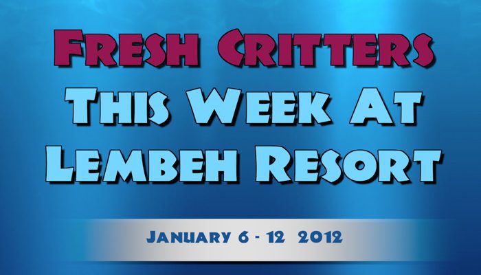 Weekly Web 25 – still hot for Nudis, Crustaceans, Frogfish and Cephalopods