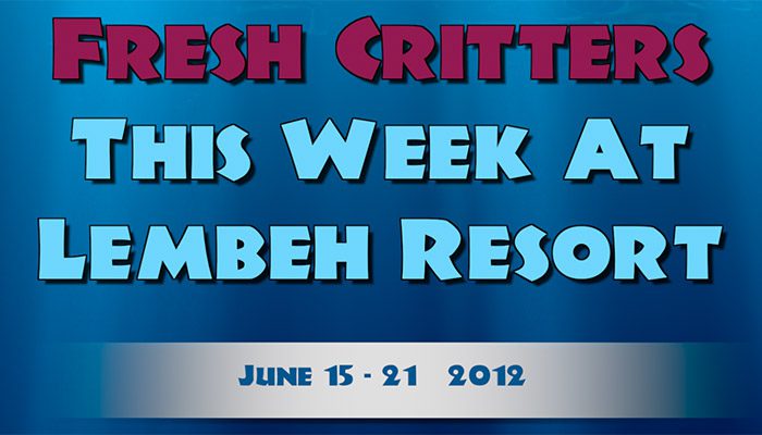 Our weekly video: More fantastic Lembeh Strait Muck Diving