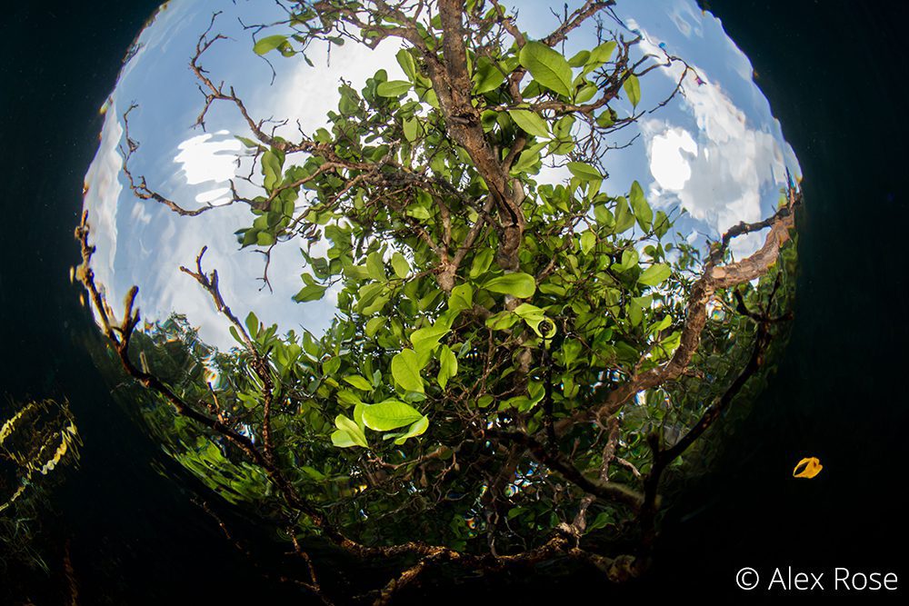 Lembeh Wide Angle