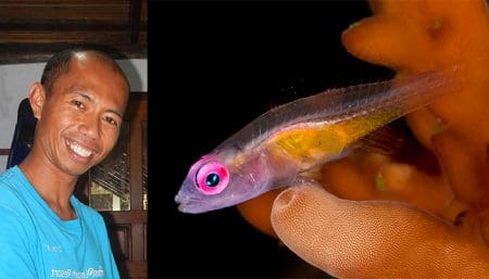 Pink Eye Goby (Bryaninops natans), Opo'K, Lembeh Strait Indonesia 2017