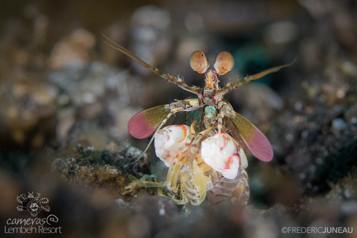 Mantis shrimp