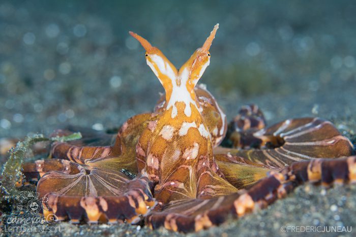 Wunderpus octopus in Lembeh
