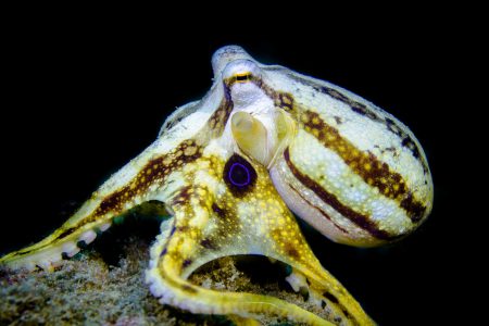 Poison ocellate octopus,Mototi octopus Sascha Janson, Critters@Lembeh Lembeh Resort, Lembeh Strait Indonesia (2016)