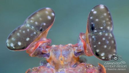 Lisa's Giant Mantis Shrimp eyes (Lysiosquillina lisa) in the Lembeh Strait