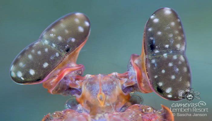 Lisa's Giant Mantis Shrimp eyes (Lysiosquillina lisa) in the Lembeh Strait