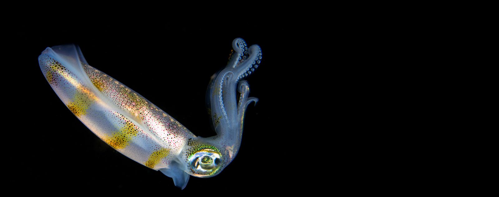 bonfire diving lembeh