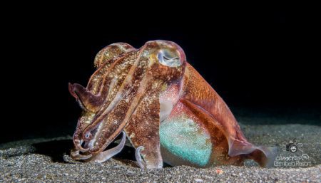 Broadclub Cuttlefish (Sepia latimanus) in the Lembeh Strait