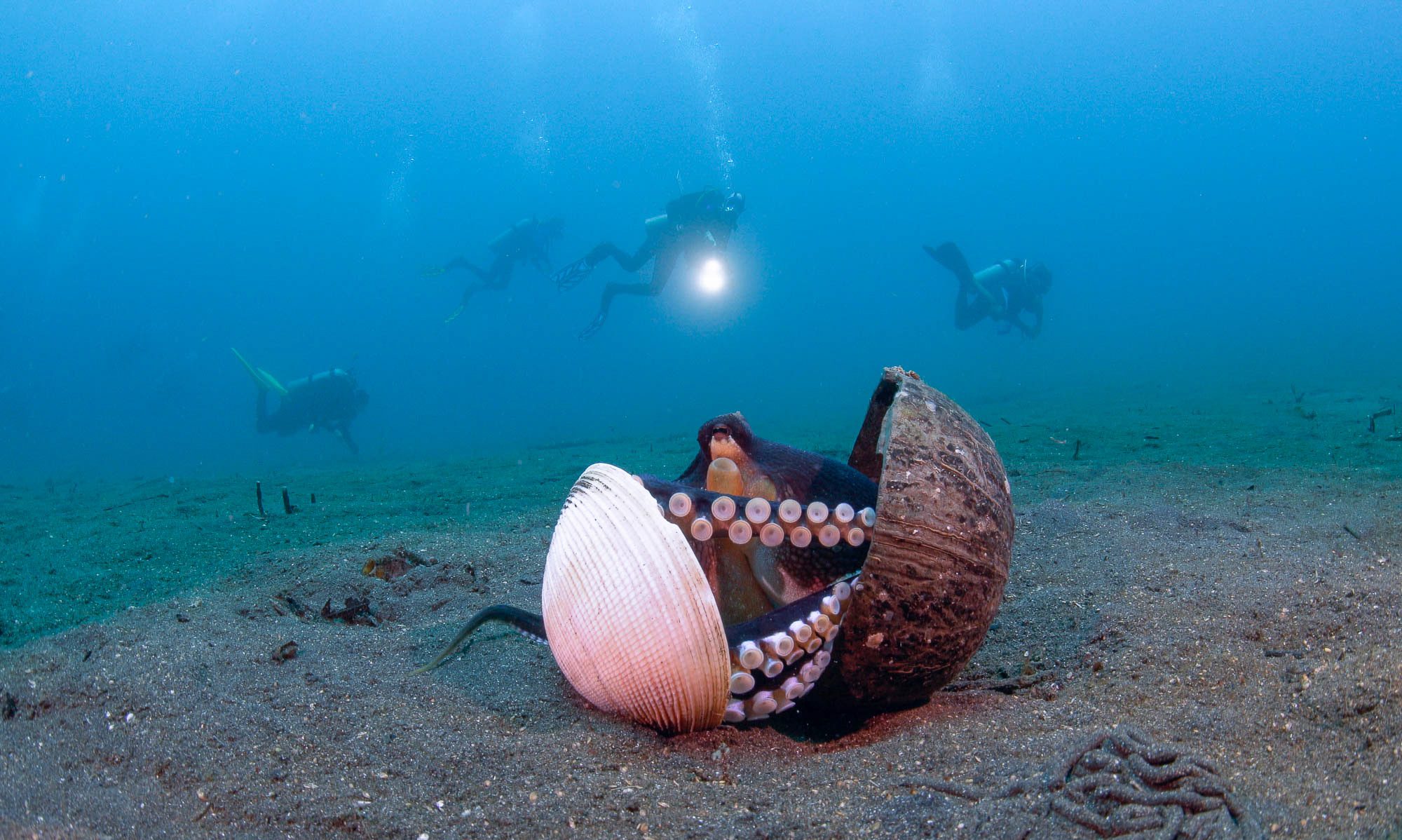 Coconut Octopus by Sascha Janson