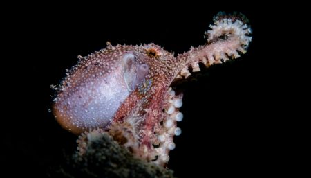 Mottoti Octopus (Amphioctopus siamensis) Sascha Janson, Lembeh, Indonesia 2017